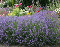 Lavendel Lavendel