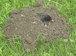 Ein Maulwurf in seinem Hügel Ein Maulwurf in seinem Hügel