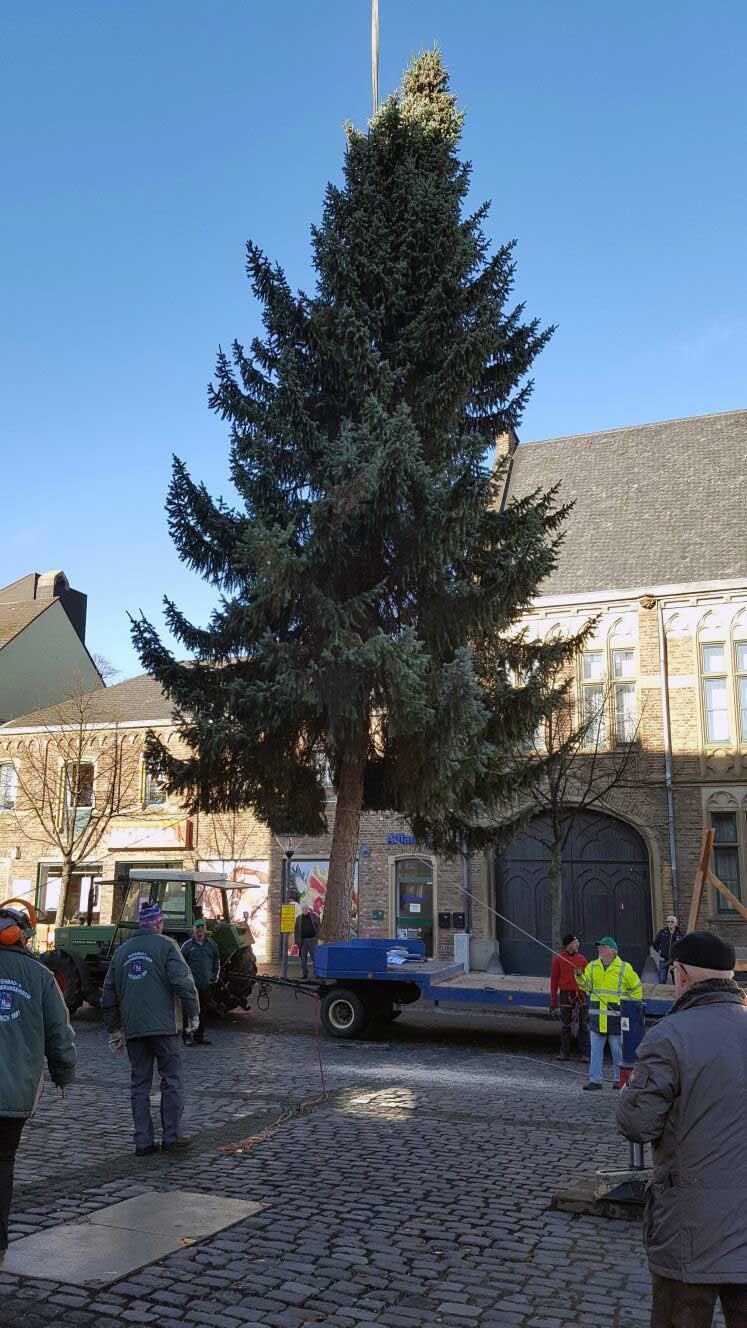Weihnachtsbaum